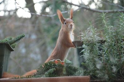 red squirrel