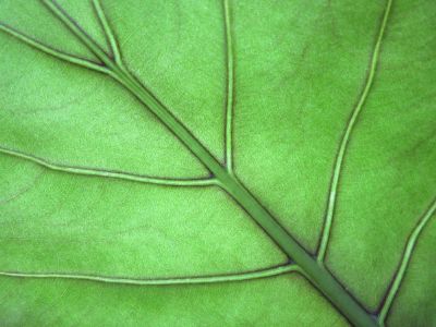 close up leaf