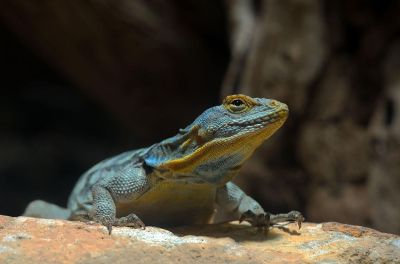 green and gold lizard