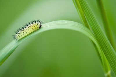 caterpillar on grass