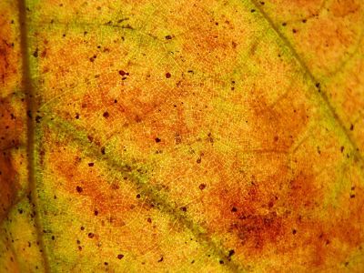 magnified leaf cells