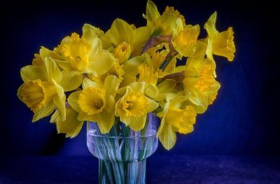 yellow flowers in vase