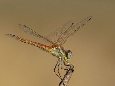 dragonfly resting on branch
