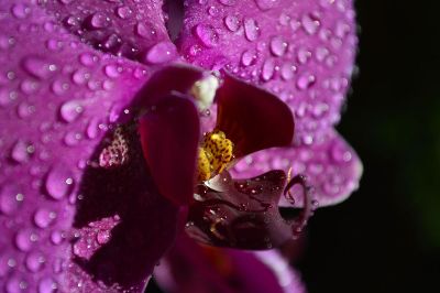 dew on lily close up