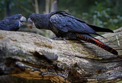 parrots eating on a branch