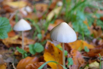 newly sprouted mushrooms