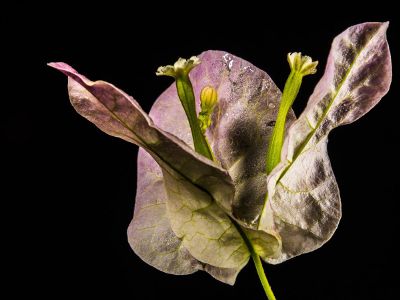 leaves and flower