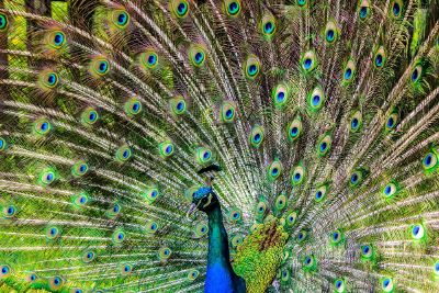 peacock with outstretched tail