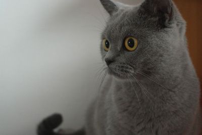 russian blue cat