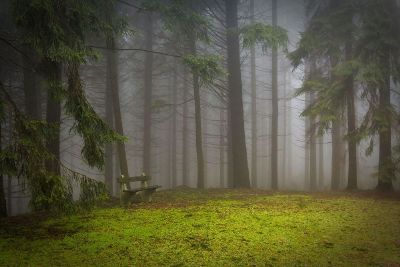 mystical forest