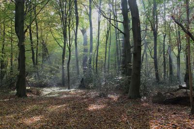 dense forest with streaming low light