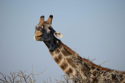 standing giraffe