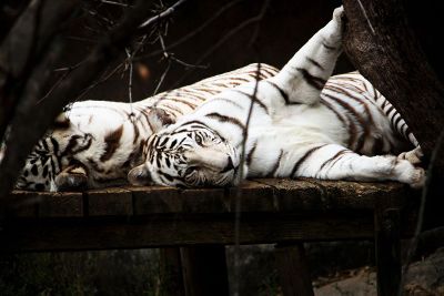 white tigers