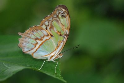 small butterfly that is delicate