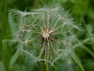 dandelion tufts