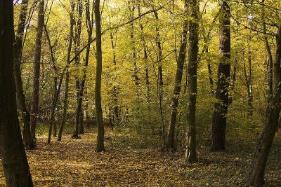 dense forest