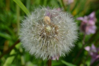 fluffy dandelion