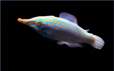 a colorful fish