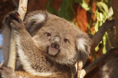 koala on a branch