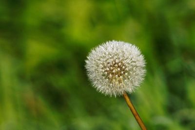 a dandelion in focus