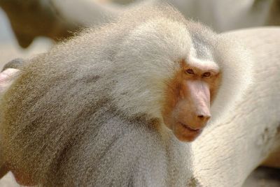 white monkey staring