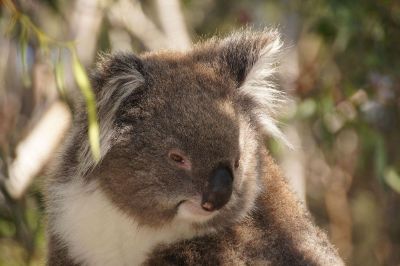 cute koala