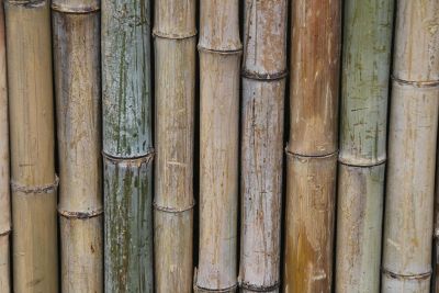 bamboo sticks