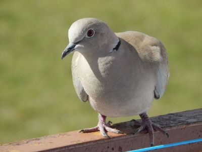 grey pigeon on a ledge