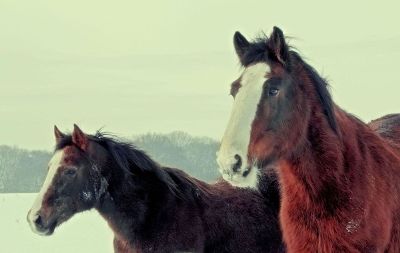 two horses in a field