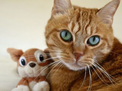 kitten and toy