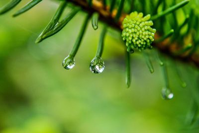 leaf water drops