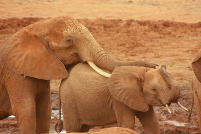 elephant mom and baby