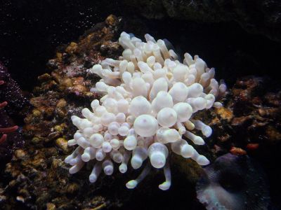 under water flower