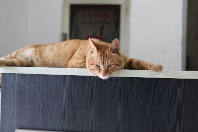 an orange cat laying down