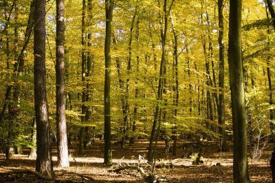 the woods in the fall