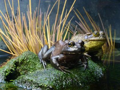 frogs sitting on an algae covered rock in the water
