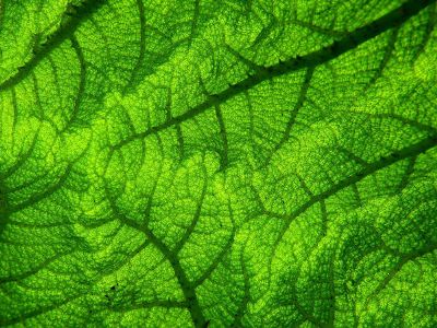 georgeous green leaf