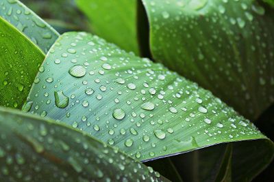 raindrops on green leaves