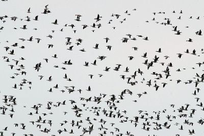 ducks flying south for the winter