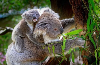 koala with baby koala outdoors