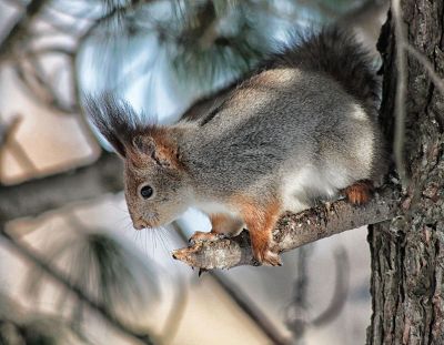 strange squirrel perched on a branch