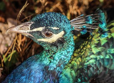 peacock close up