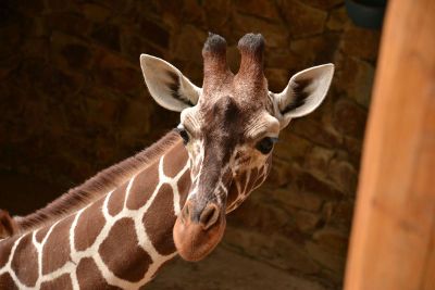 giraffe in zoo