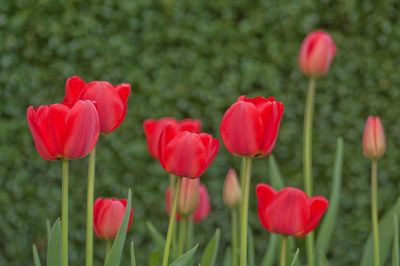 red tulips against green background