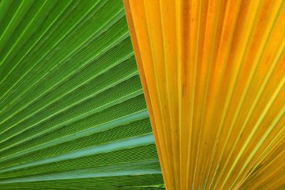 green and yellow leaves