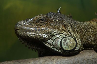 calm iguana