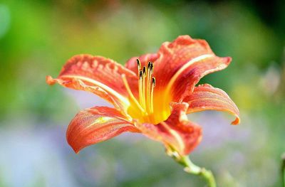 orange and yellow tropical flower