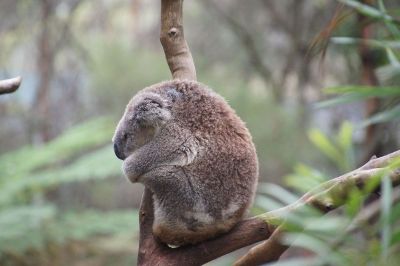 koala sleeping in tree