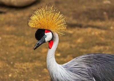 grey crowned crane