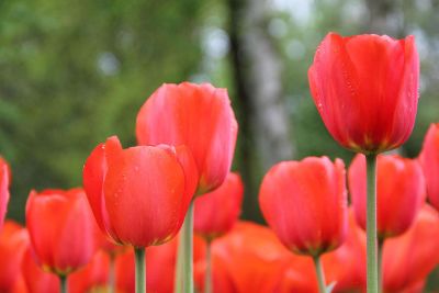 red tulip blossoms